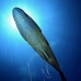 wrasse_napoleon_bc_v_0264_pal2337.jpg